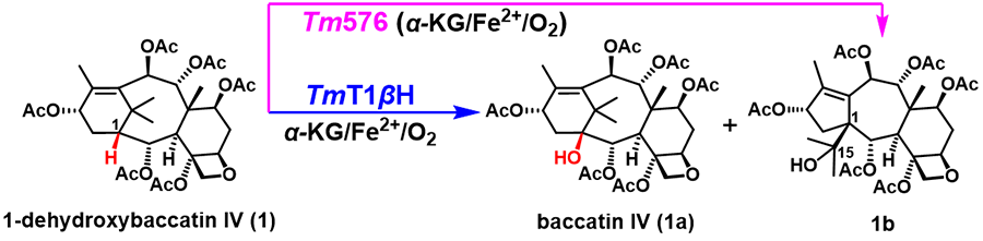 1-web.png